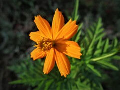 黄色い花