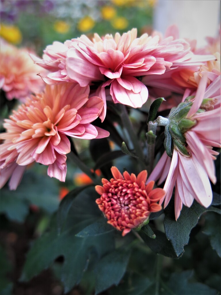 ピンク色の花