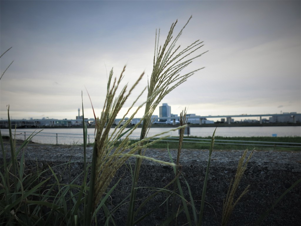 荒川放水路に出た