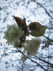 御衣黄桜