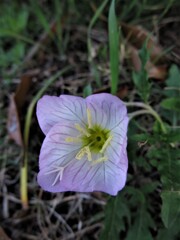 路傍の花