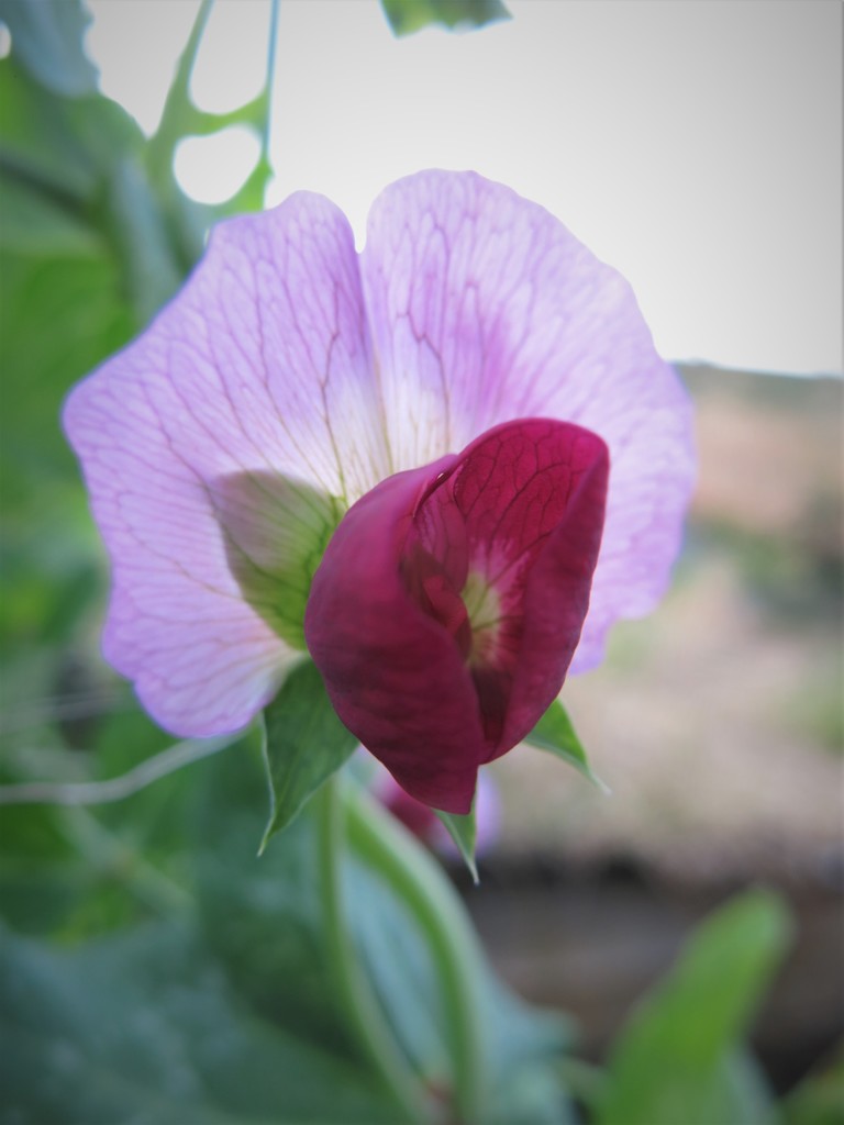 野菜の花
