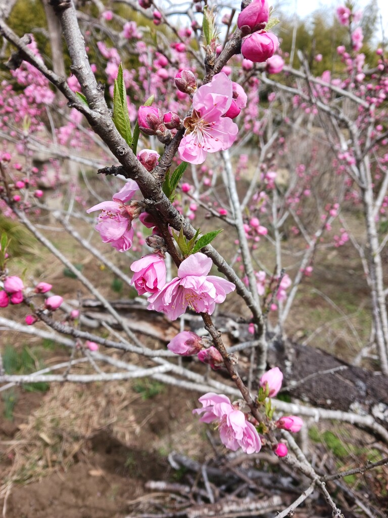 桃の花 