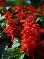 サルビア サルビア