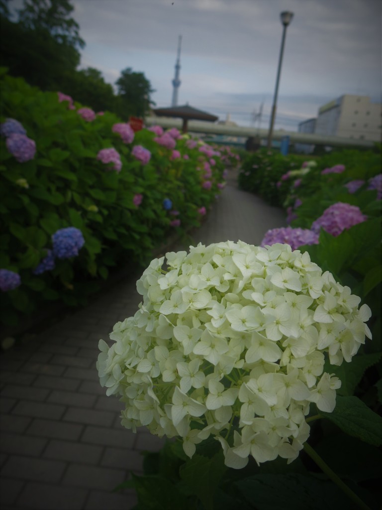 亀戸のあじさい祭り