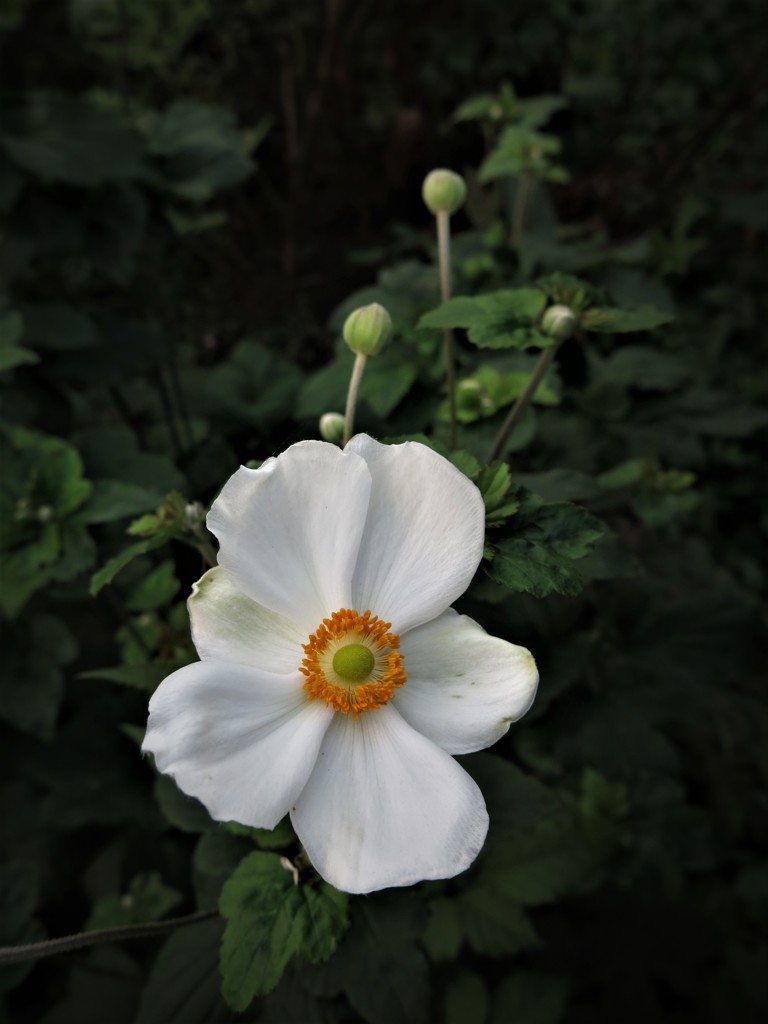 シュウメイギク