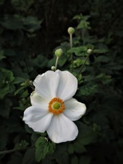 シュウメイギク