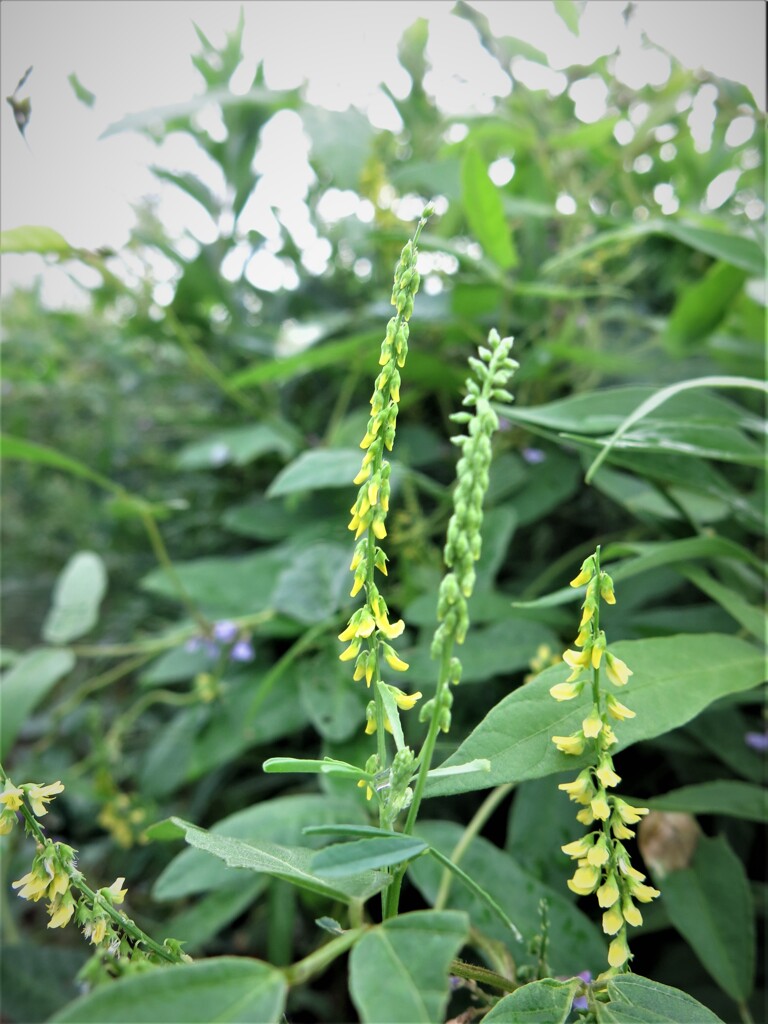 野草