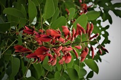 アメリカデイゴ