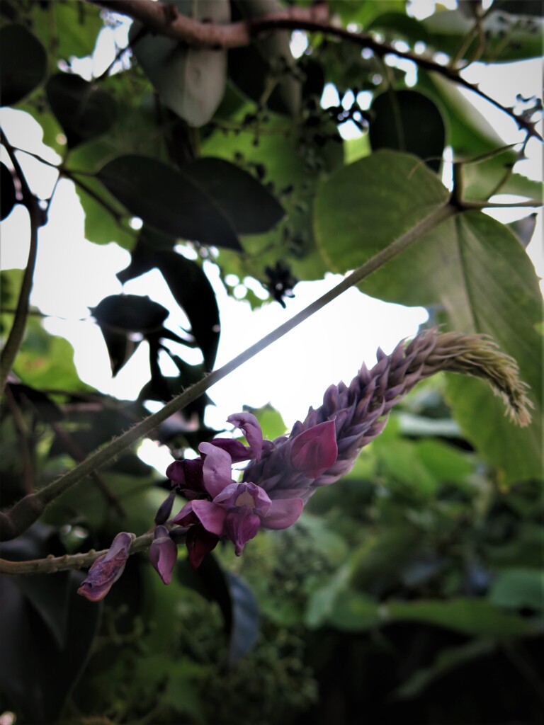 葛の花