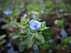水草