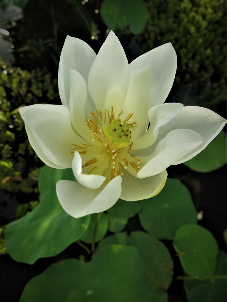 開花