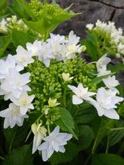 墨田の花火 