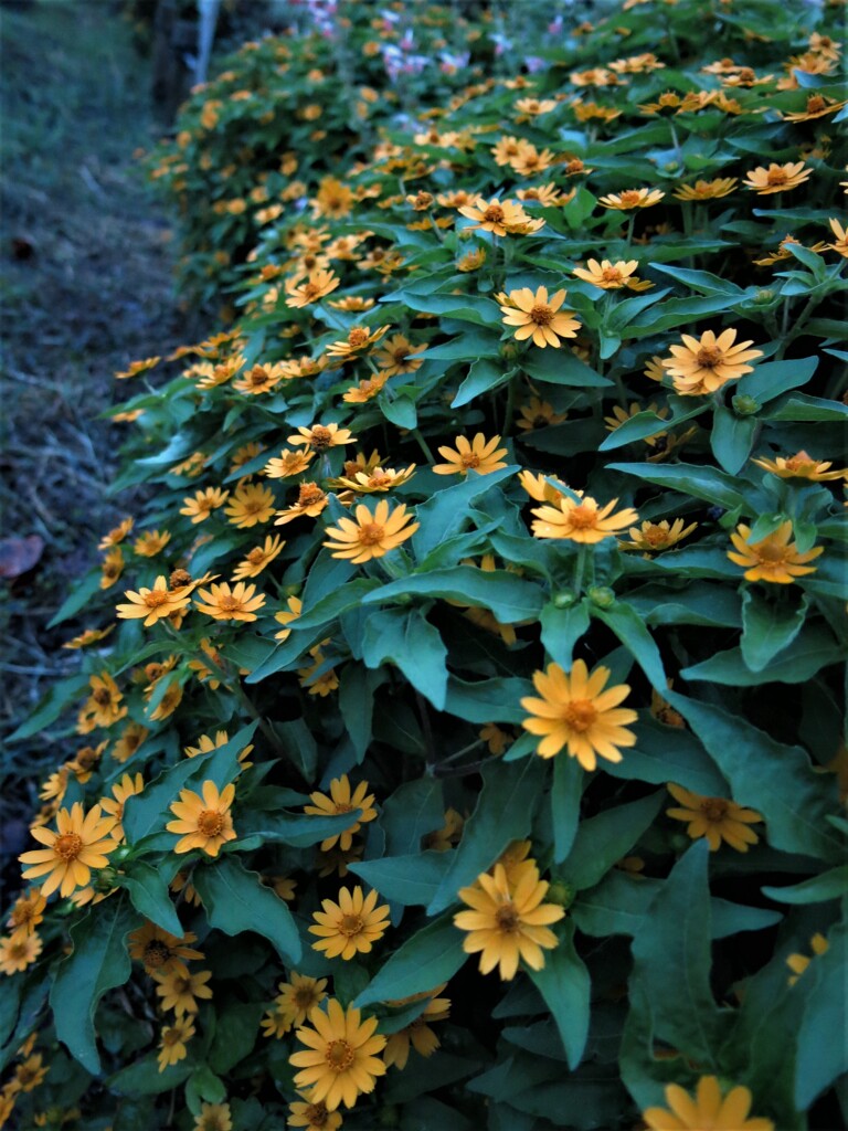 黄色い花