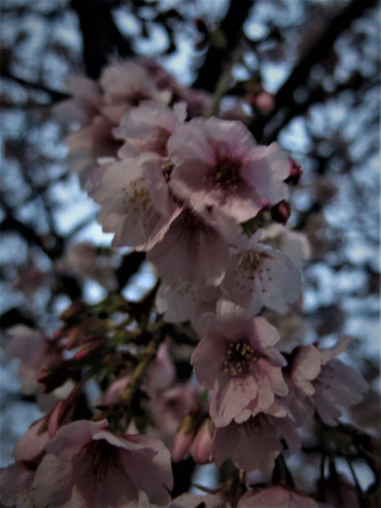 オオカンザクラ