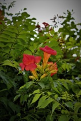 ノウゼンカズラ