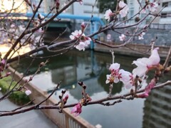 さくら