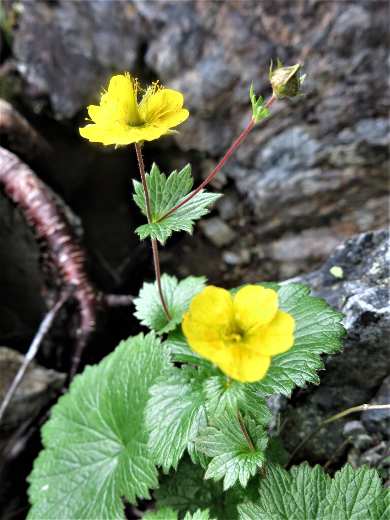 針ノ木岳の高山植物