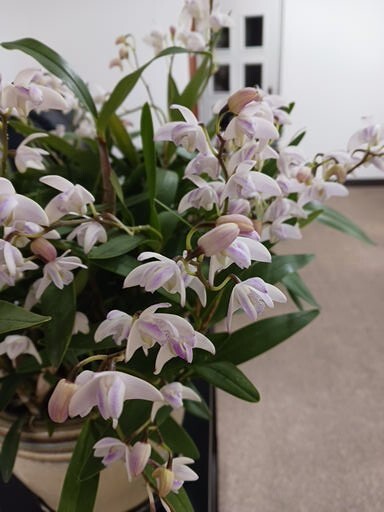 小さな花