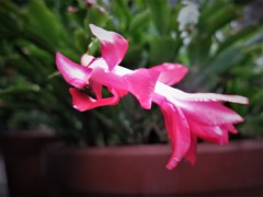 シャコバサボテン