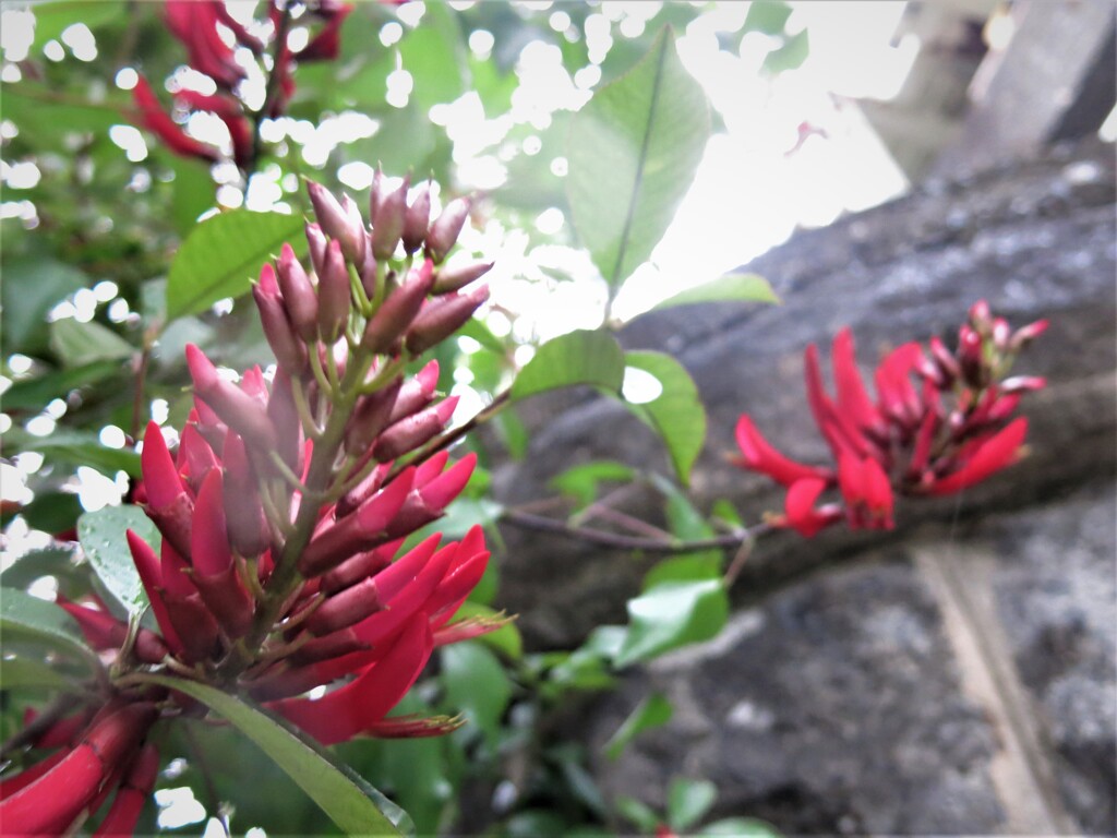 アメリカデイゴの花