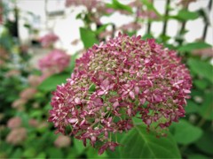 紫陽花でしょうか