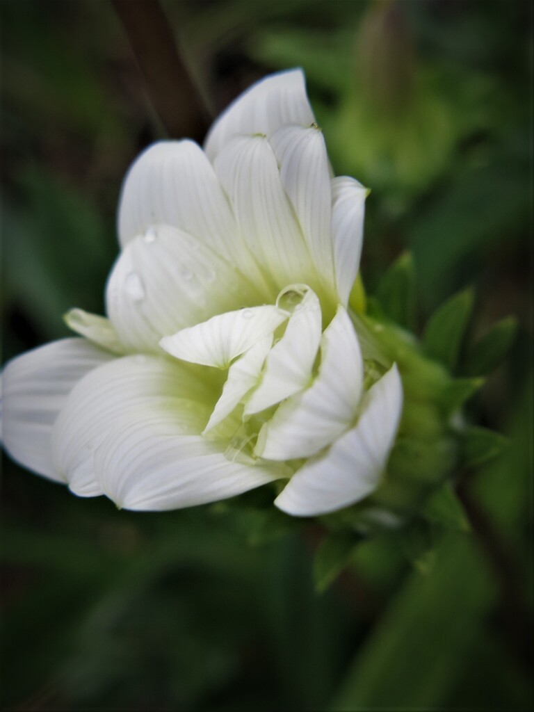 蕾