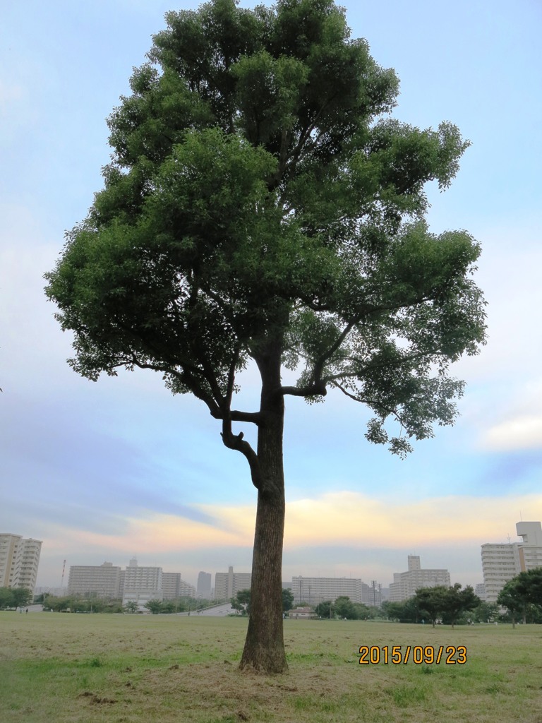 広域避難公園