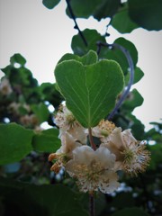 キウイの花