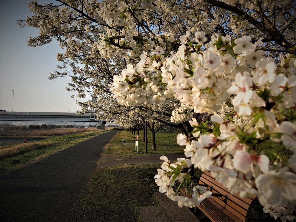 千本桜