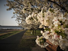 千本桜