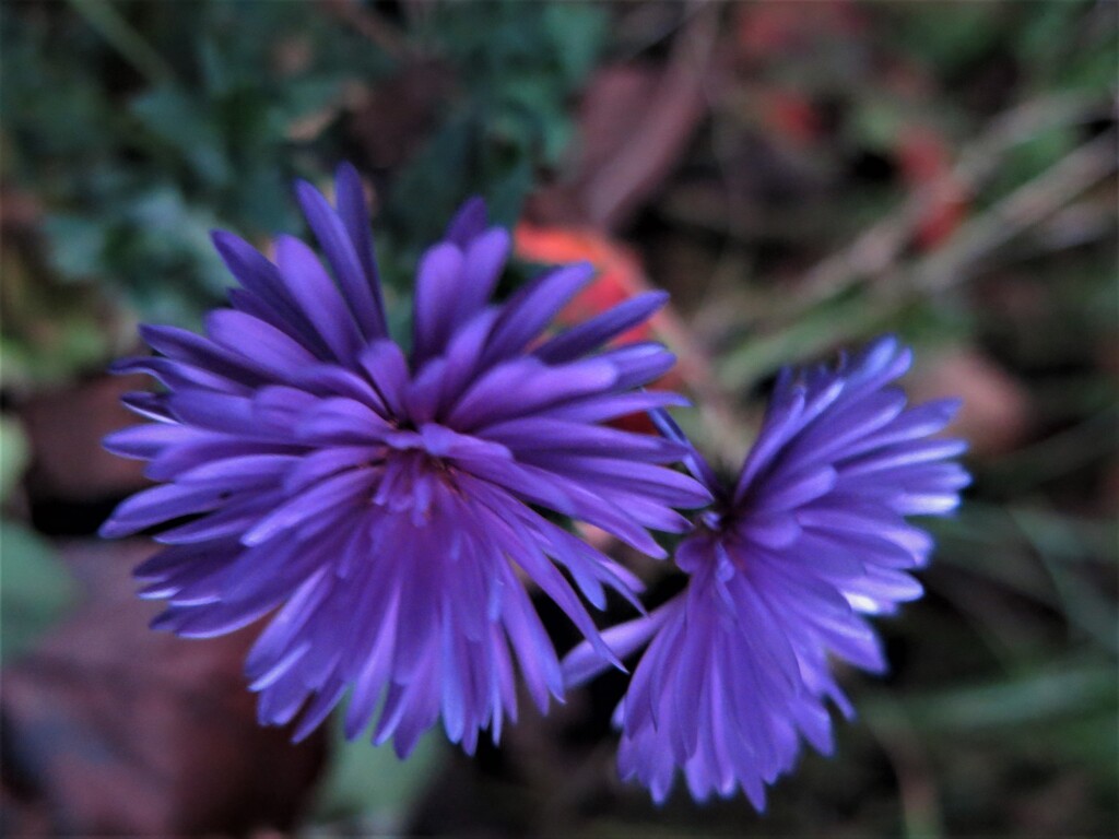 紫色の花