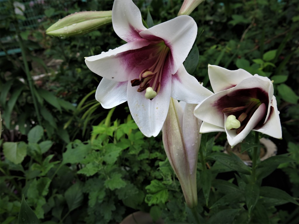 百合の花 by yakata （ID：8776997） 写真共有サイトPHOTOHITO