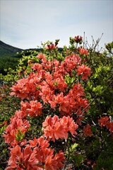 レンゲツツジ