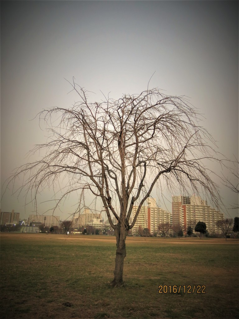 広域避難公園