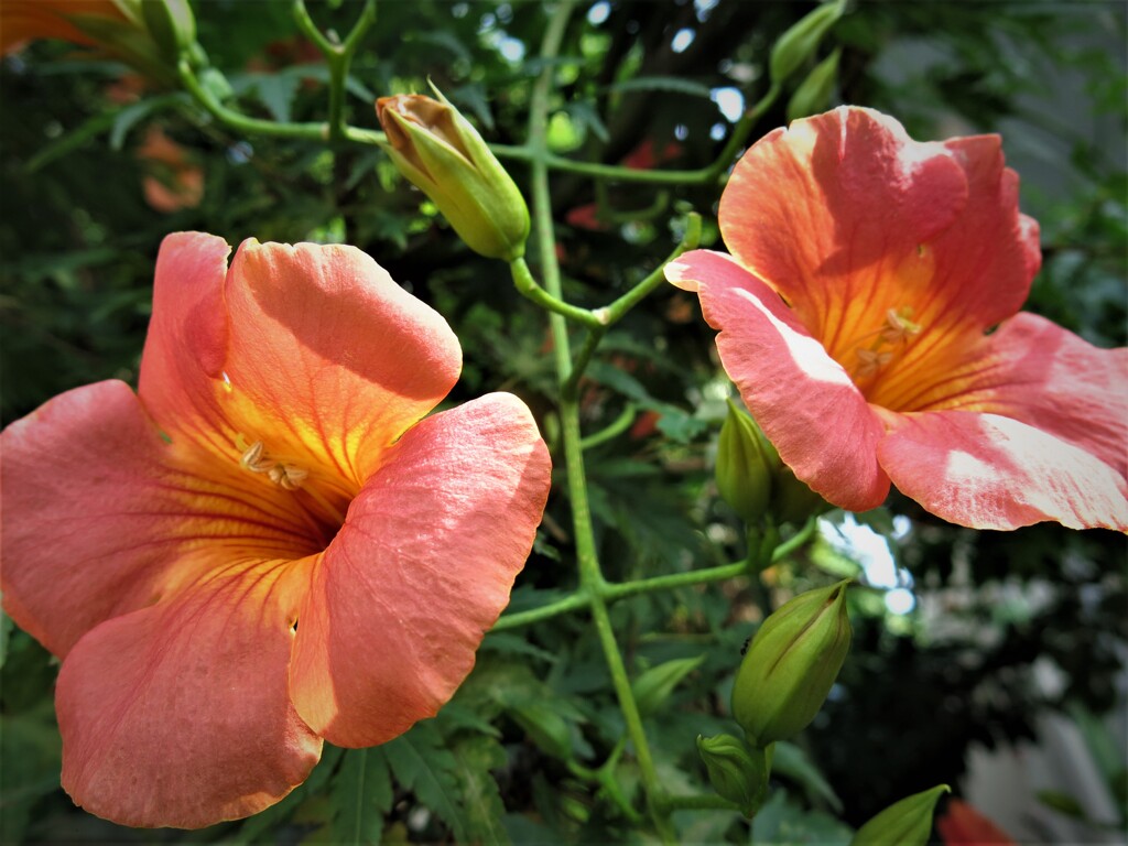 ノウゼンカツラ