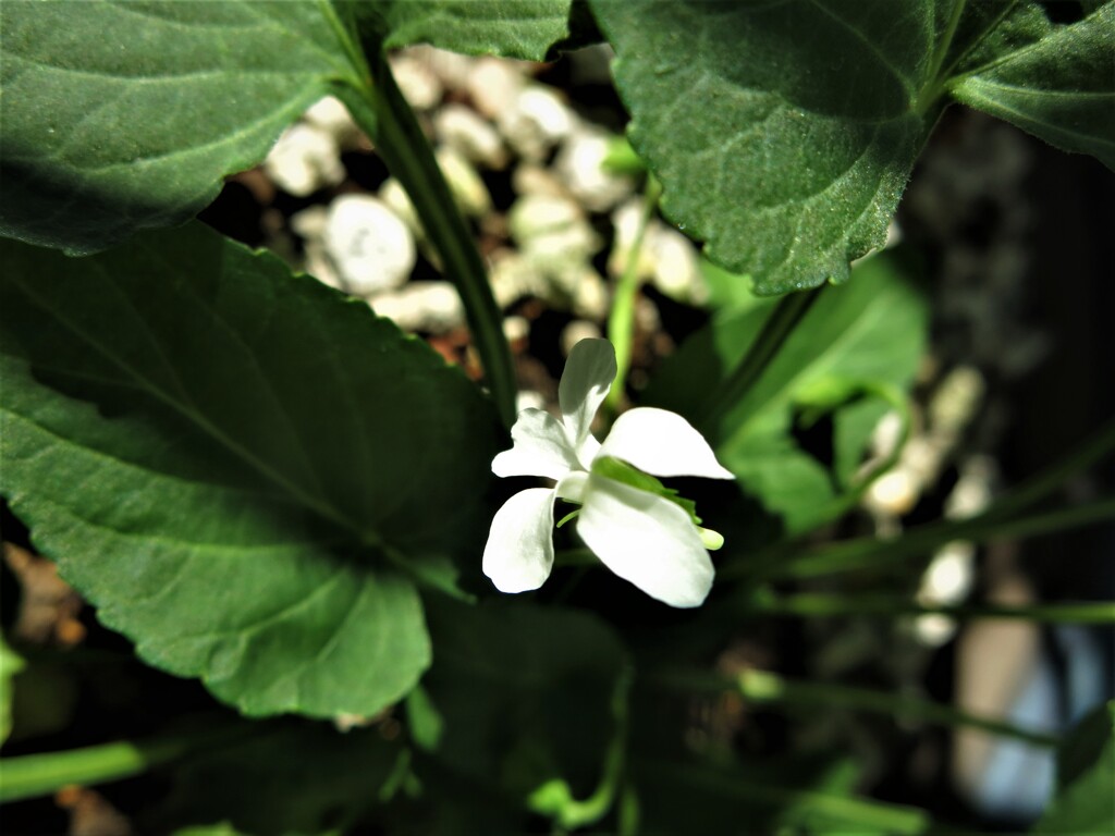 菫