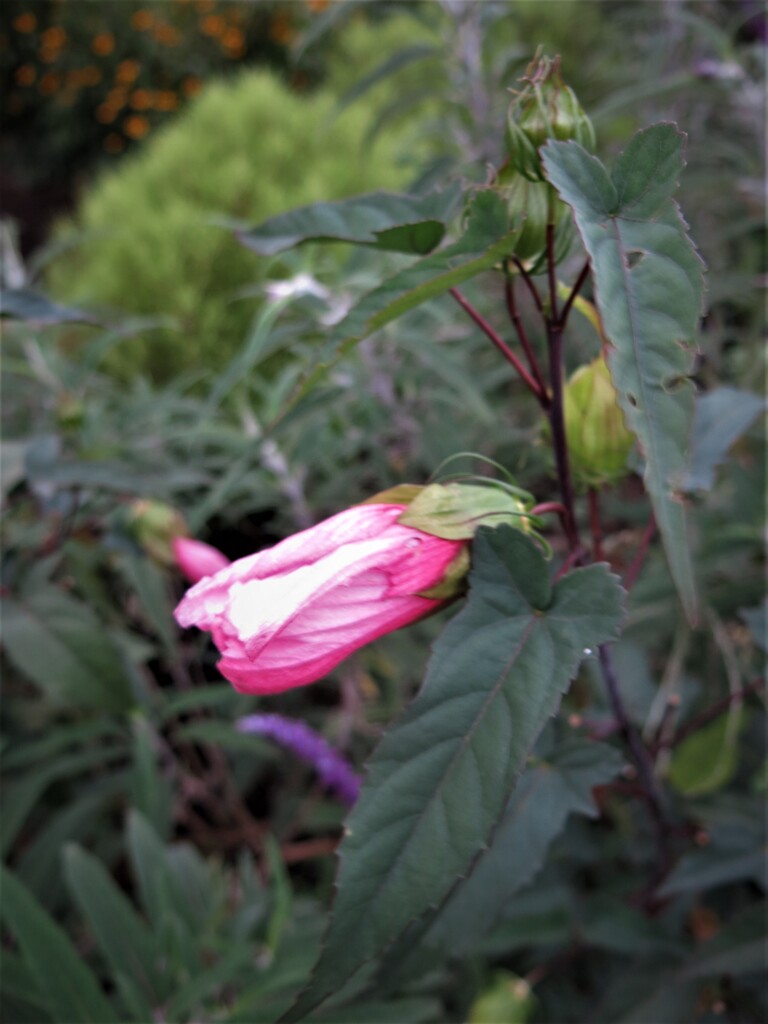 蕾