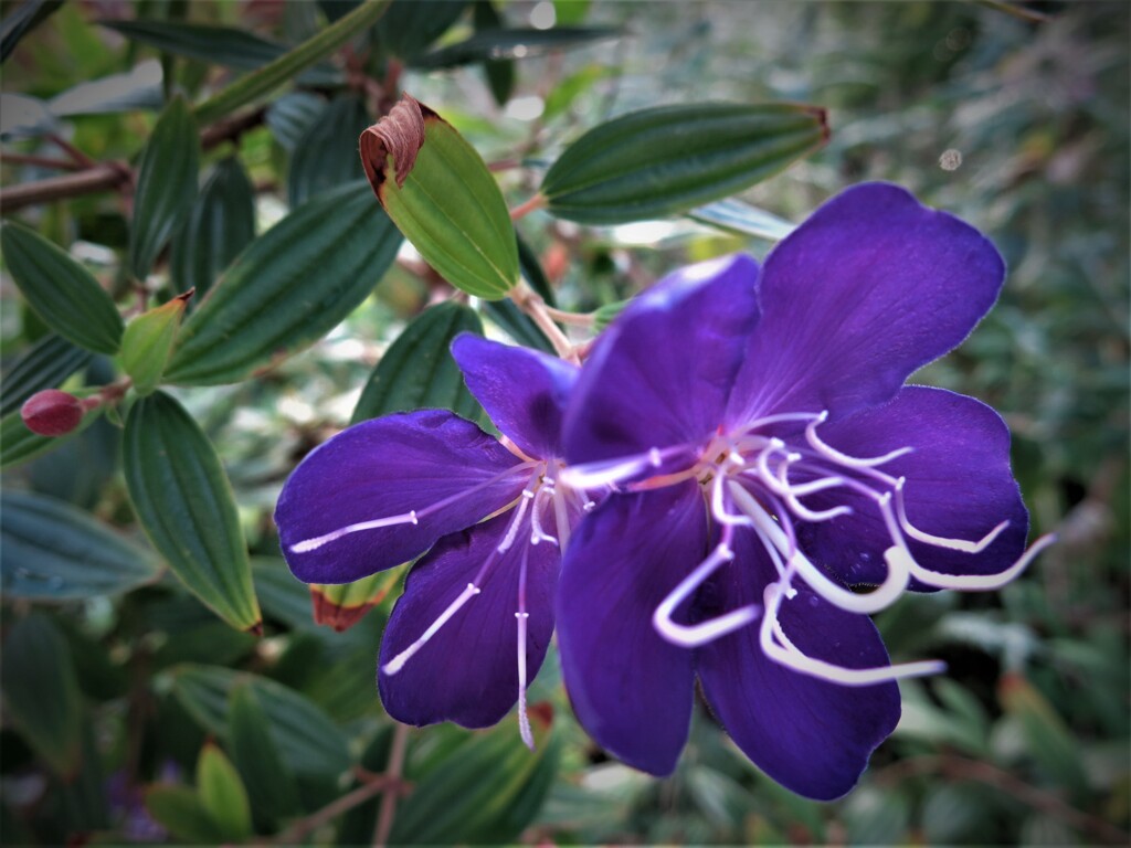 紫色の花