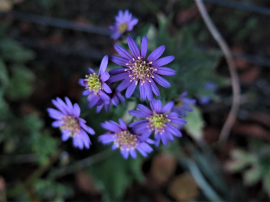 野菊