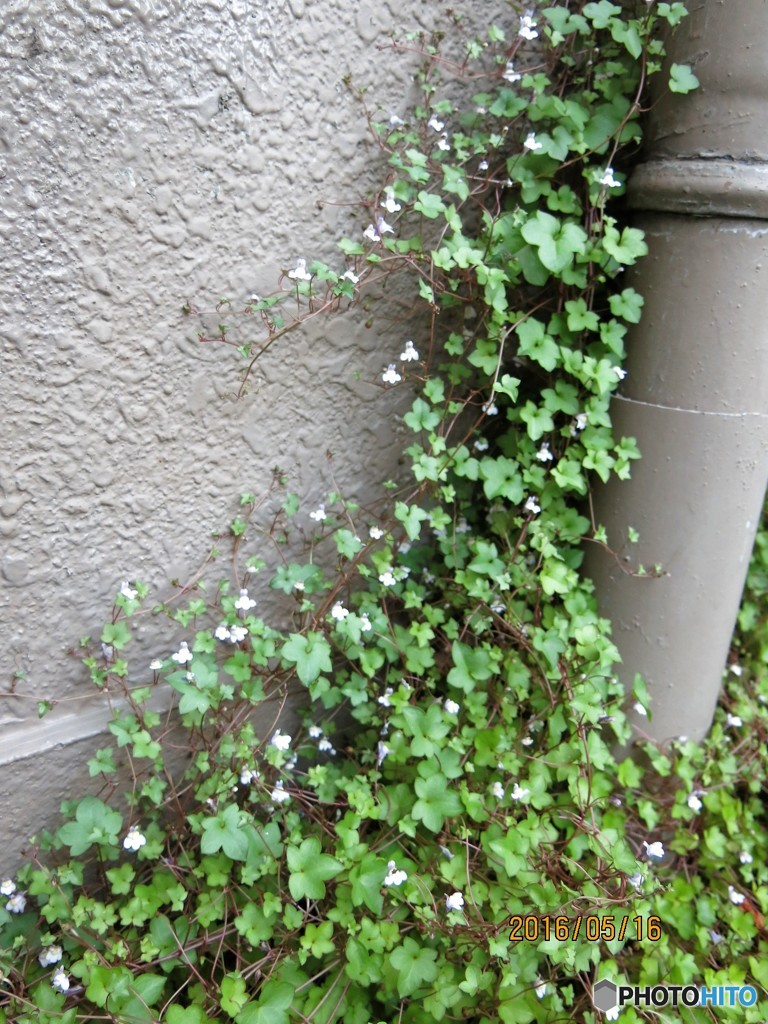 野草