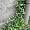 野草