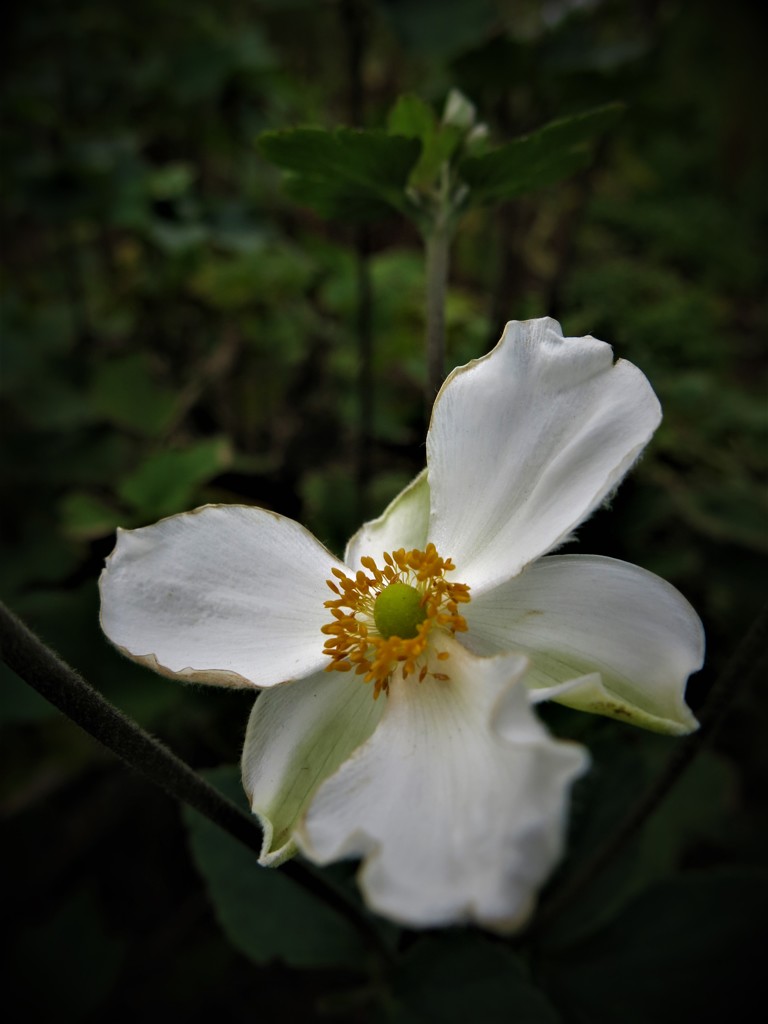 シュウメイギク