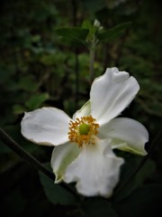 シュウメイギク