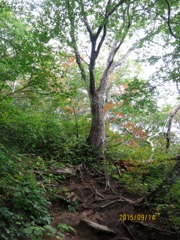 登山道