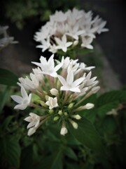 白い花