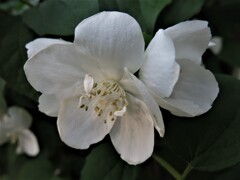 白い花