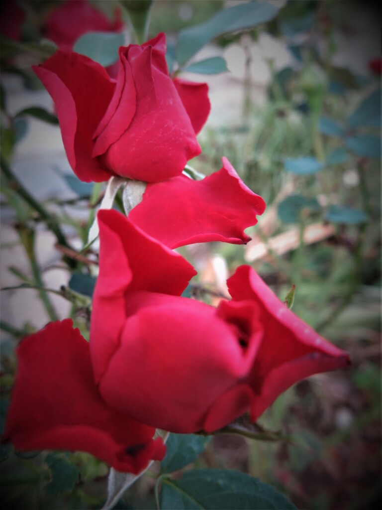 赤いバラの蕾