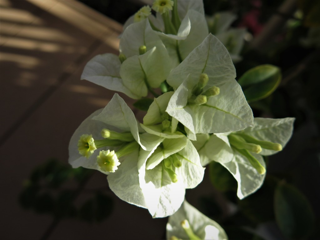 ブーゲンビリア