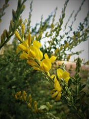 黄色い花